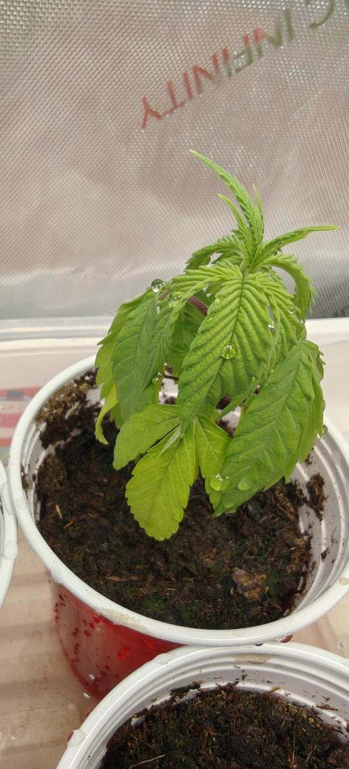 Mouth Wash Seed grow from Humboldt Seeds. Week 3