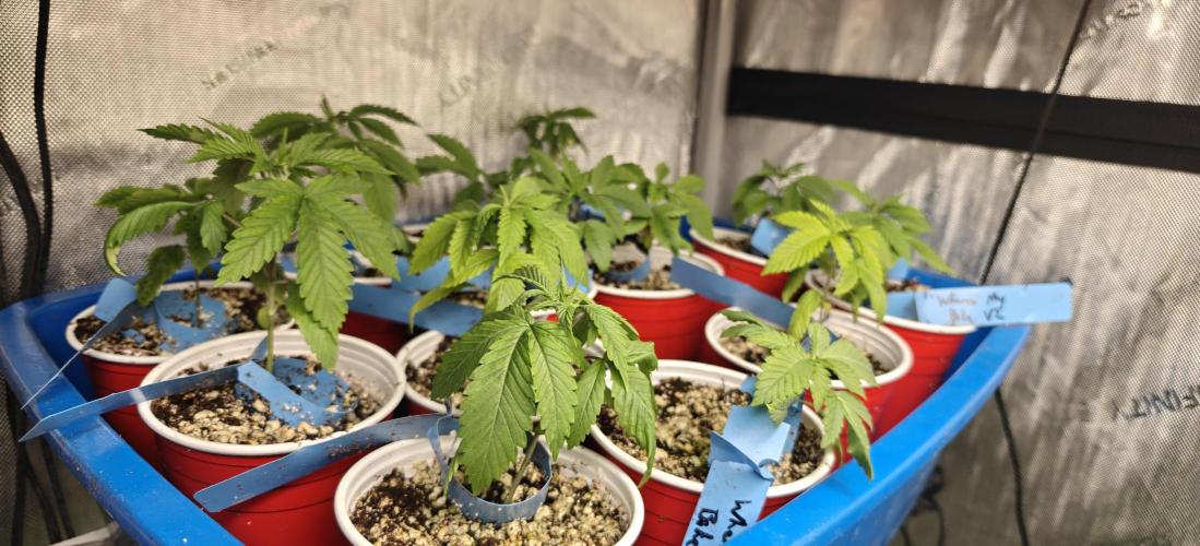 Where's My Bike V2 - Karma Genetics. Week 2