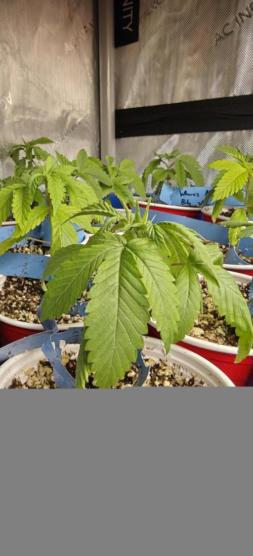 Where's My Bike V2 - Karma Genetics. Week 2