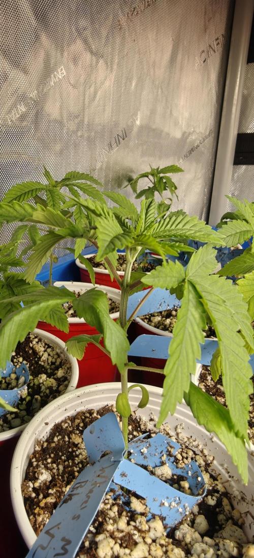 Where's My Bike V2 - Karma Genetics. Week 2