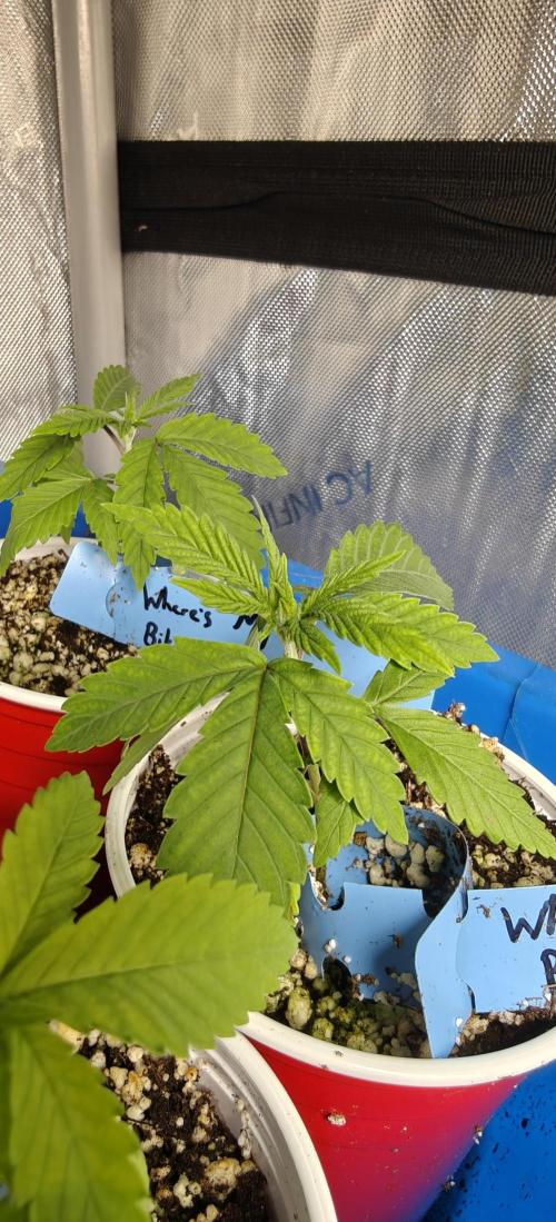 Where's My Bike V2 - Karma Genetics. Week 2