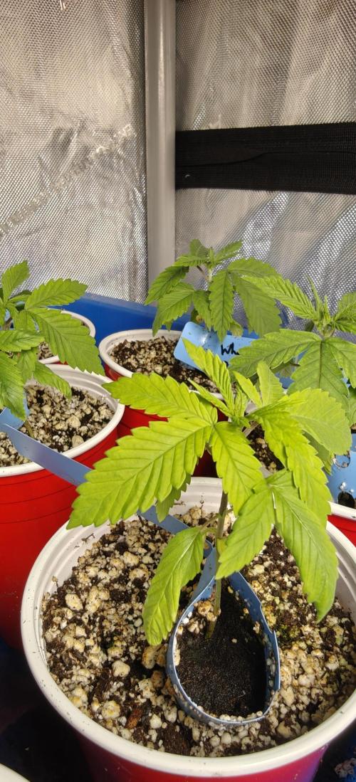 Where's My Bike V2 - Karma Genetics. Week 2