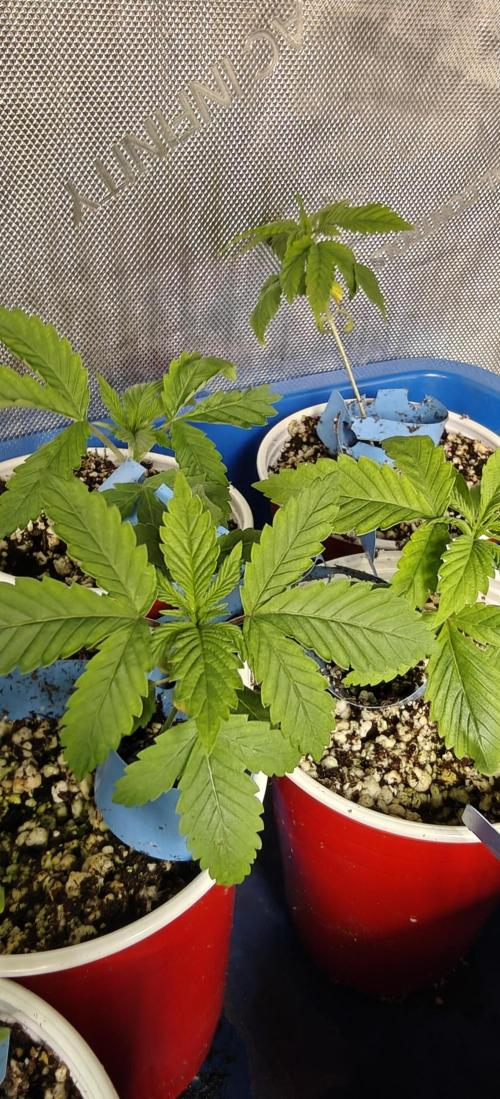 Where's My Bike V2 - Karma Genetics. Week 2