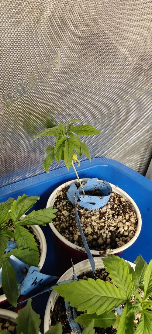 Where's My Bike V2 - Karma Genetics. Week 2