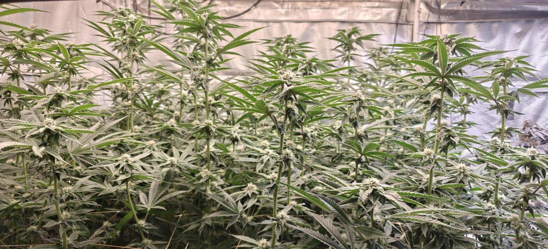 Tiger Cake Clone. Week 5