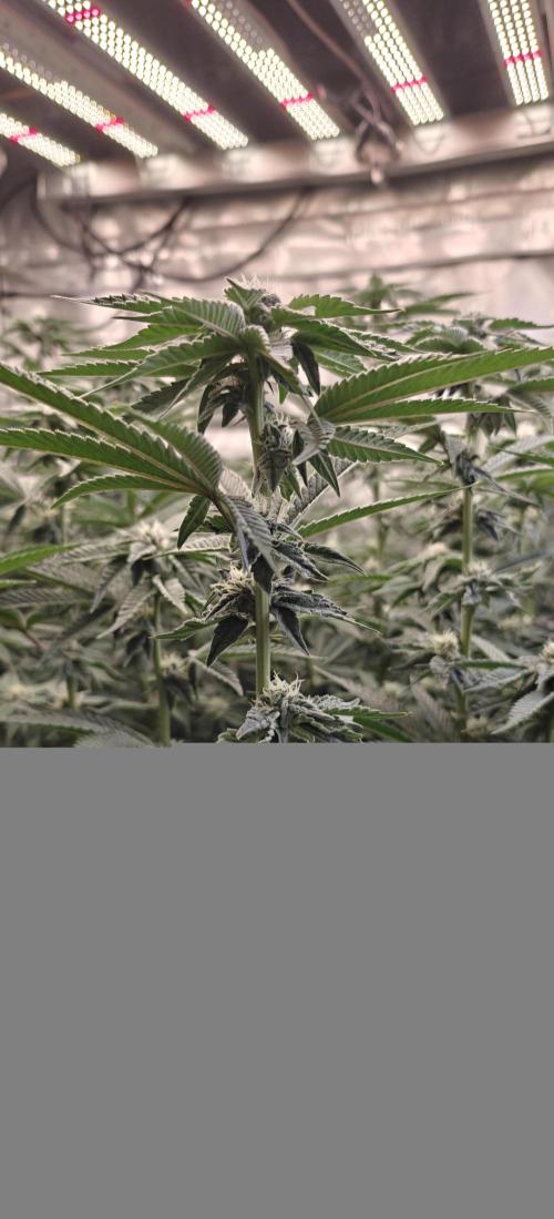 Tiger Cake Clone. Week 5