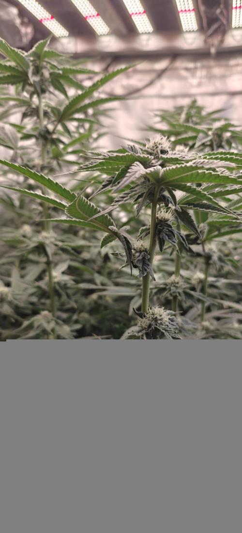 Tiger Cake Clone. Week 5