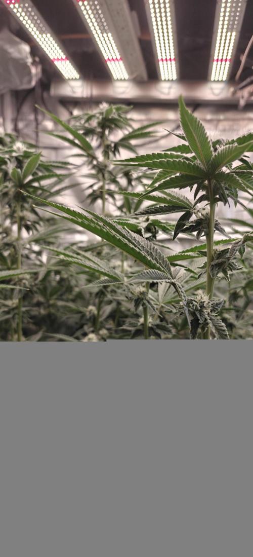 Tiger Cake Clone. Week 5