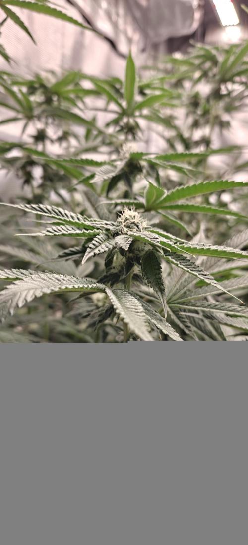 Tiger Cake Clone. Week 5