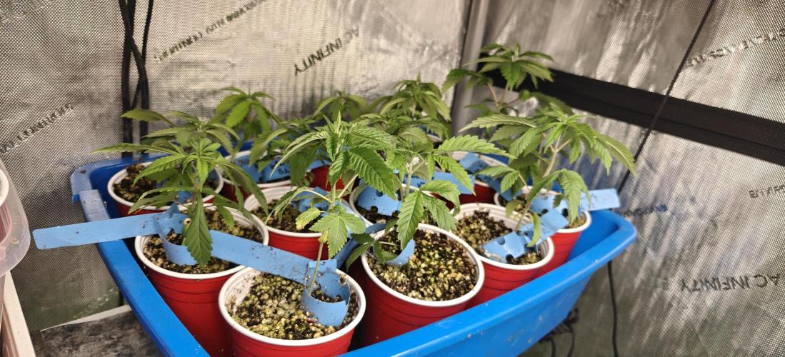 Where's My Bike V2 - Karma Genetics. Week 3