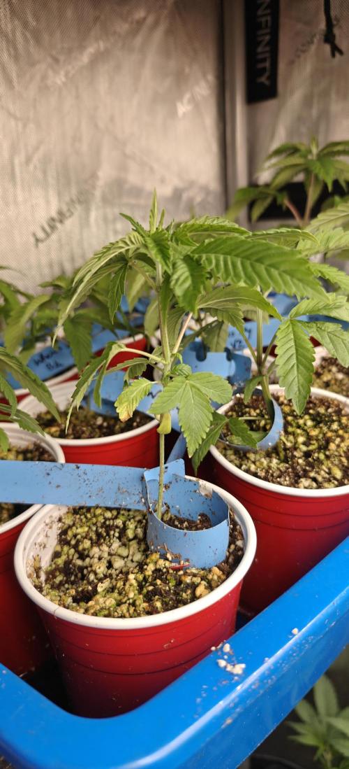 Where's My Bike V2 - Karma Genetics. Week 3