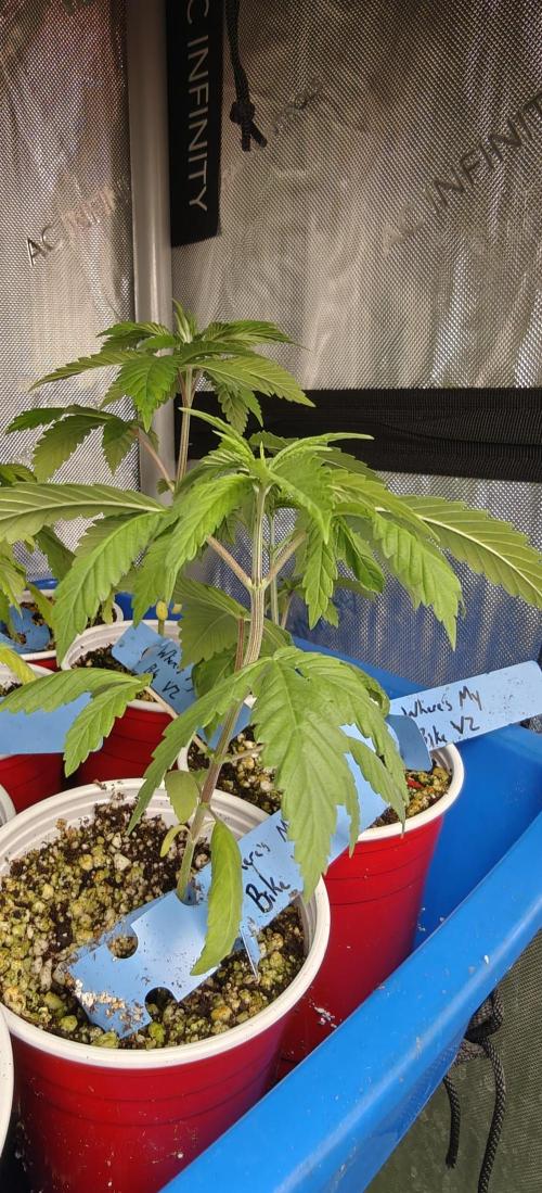Where's My Bike V2 - Karma Genetics. Week 3