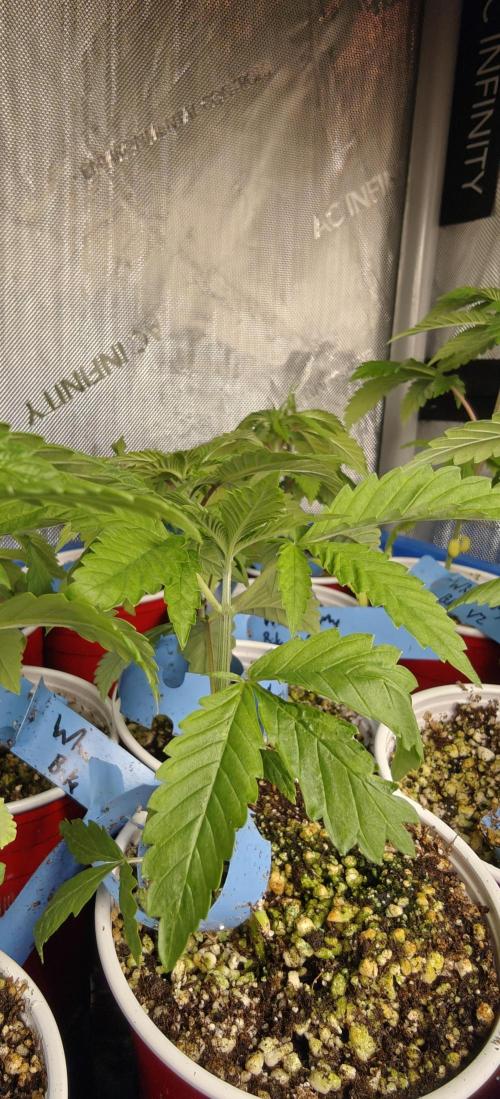 Where's My Bike V2 - Karma Genetics. Week 3