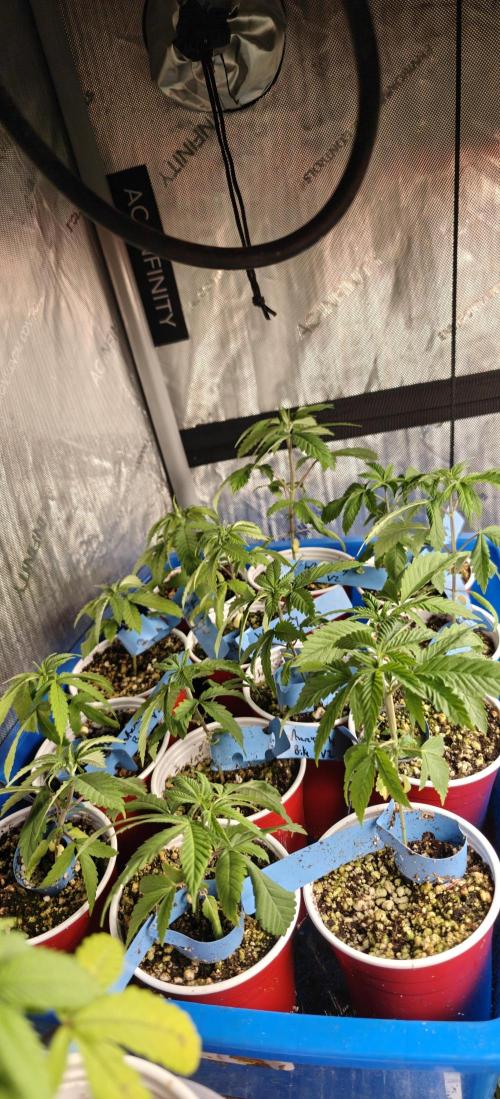 Where's My Bike V2 - Karma Genetics. Week 3