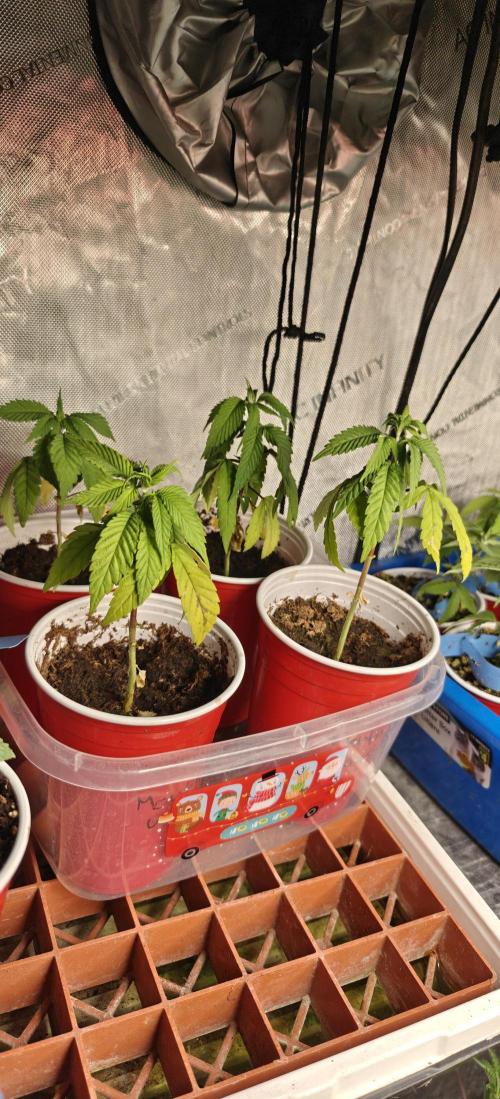 Mouth Wash Seed grow from Humboldt Seeds. Week 4