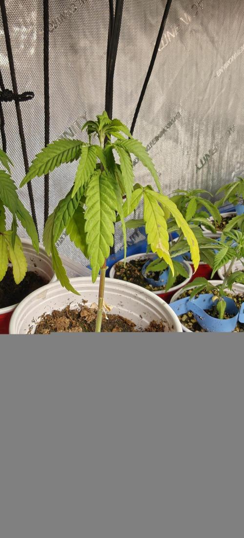 Mouth Wash Seed grow from Humboldt Seeds. Week 4