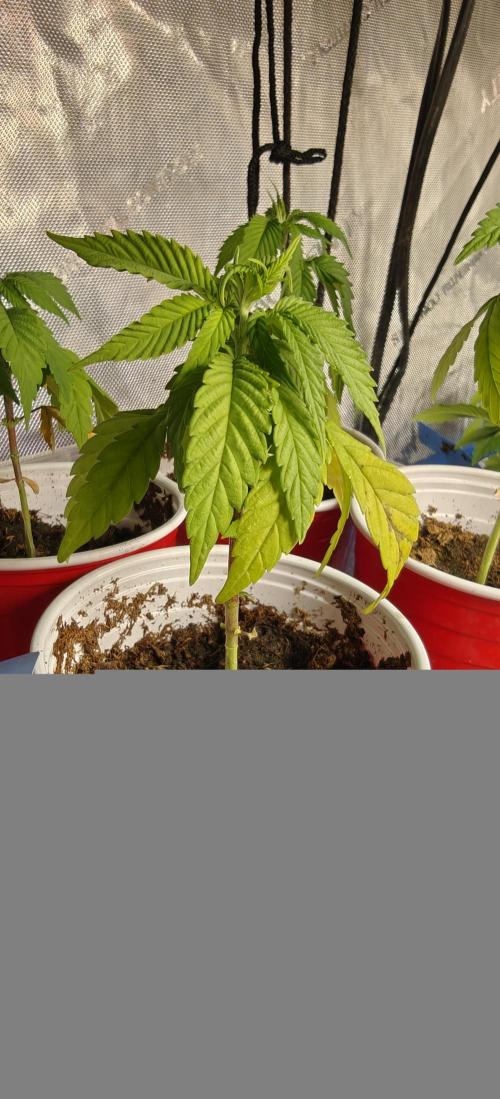 Mouth Wash Seed grow from Humboldt Seeds. Week 4