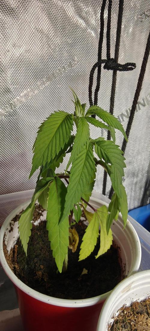Mouth Wash Seed grow from Humboldt Seeds. Week 4