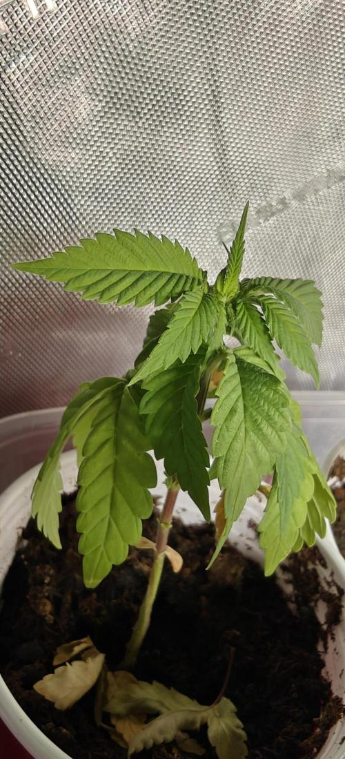 Mouth Wash Seed grow from Humboldt Seeds. Week 4