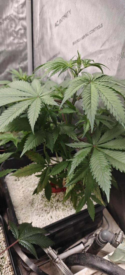 Exodus Cheese Seed Grow Out. Week 4