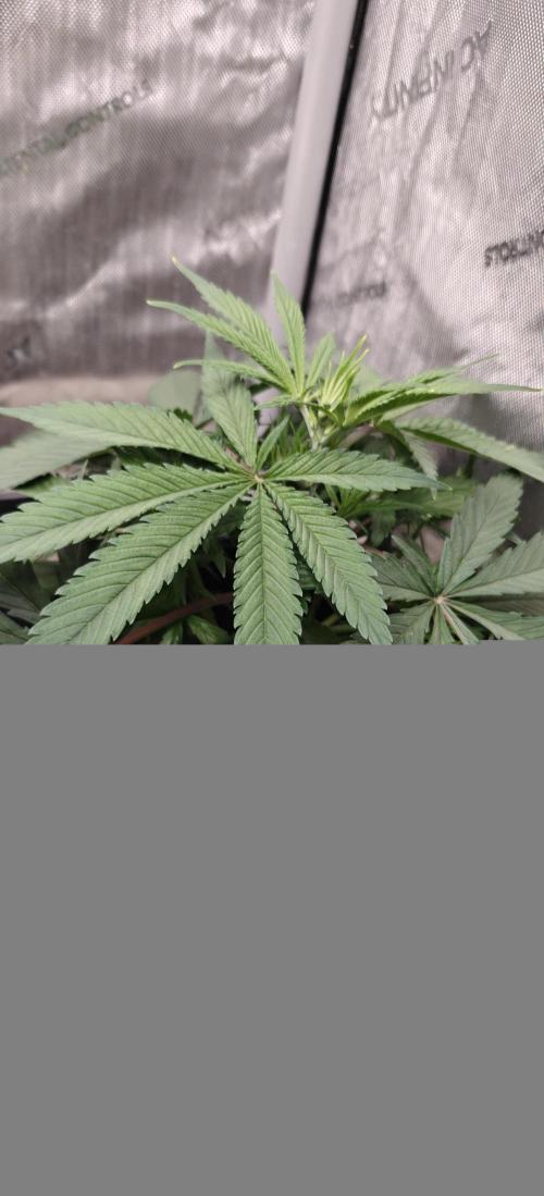 Exodus Cheese Seed Grow Out. Week 4