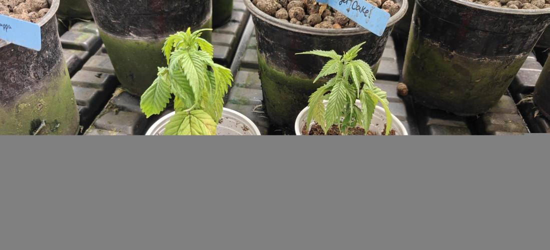 Exodus Cheese Seed Grow Out. Week 4