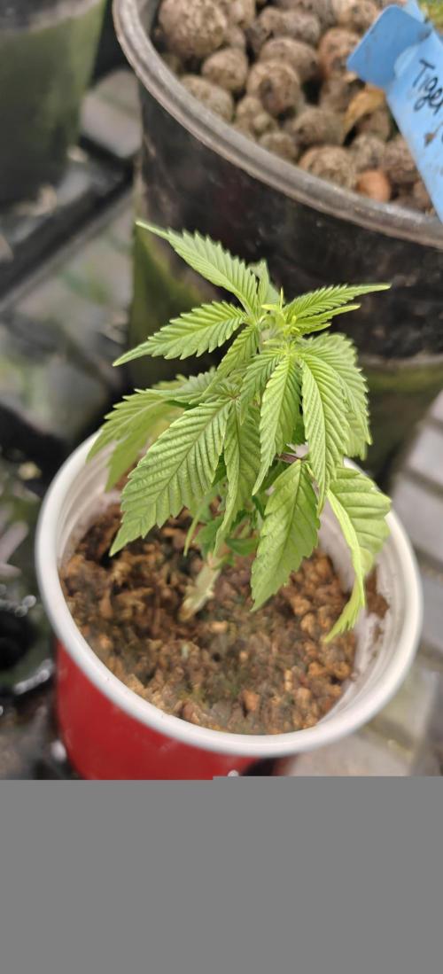 Exodus Cheese Seed Grow Out. Week 4