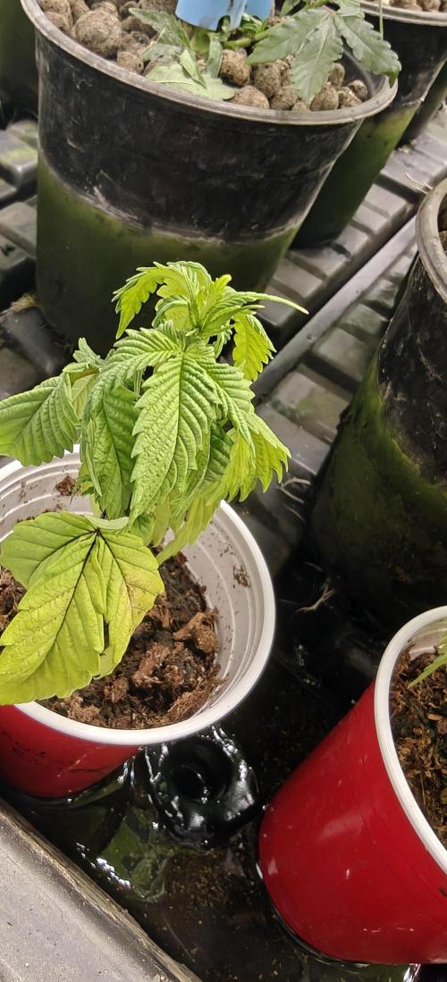 Exodus Cheese. Week 4