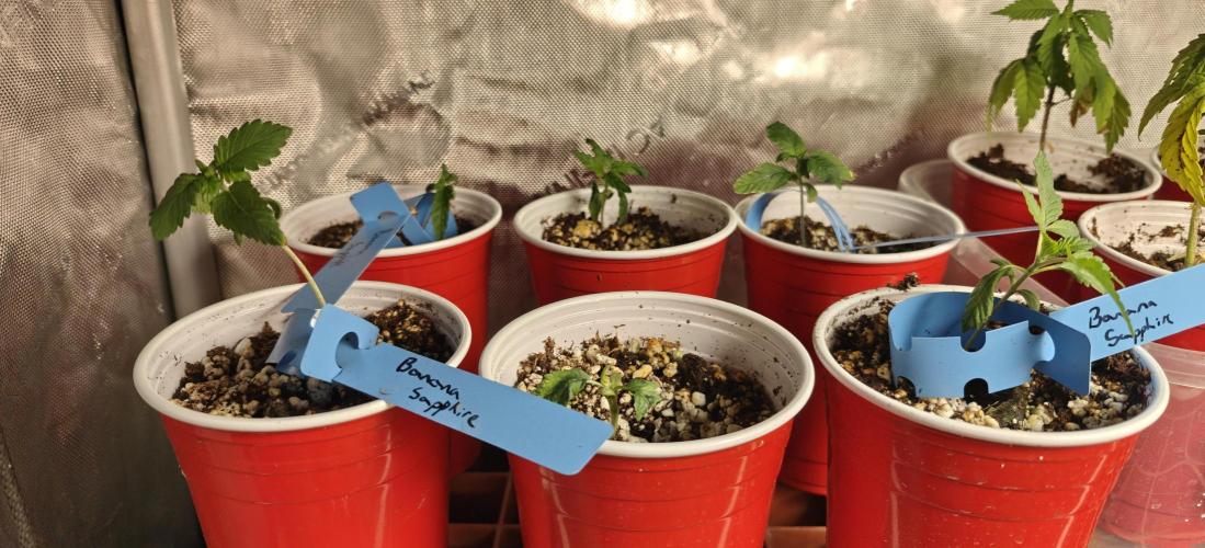 Banana Sapphire - Humboldt Seeds Org. Week 2