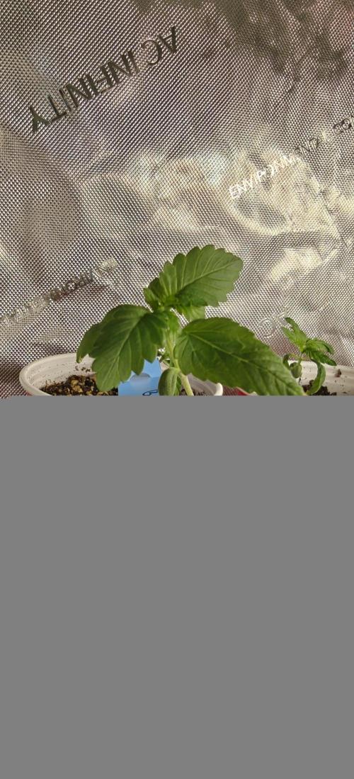 Banana Sapphire - Humboldt Seeds Org. Week 2