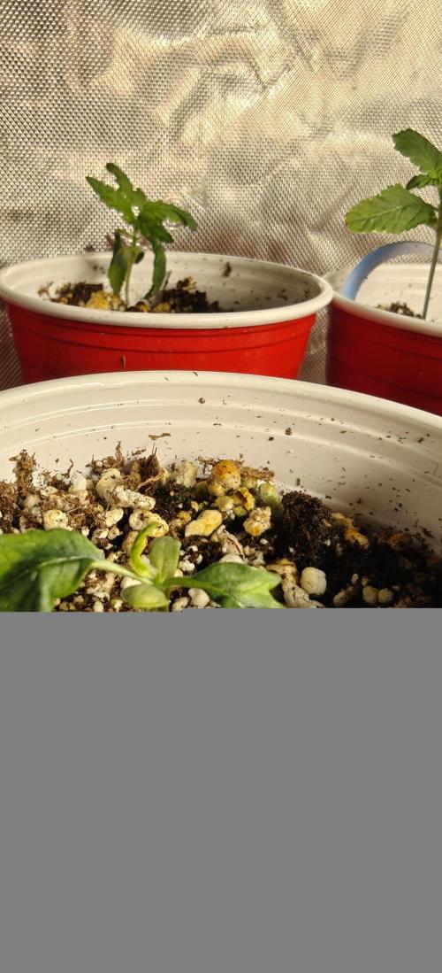 Banana Sapphire - Humboldt Seeds Org. Week 2