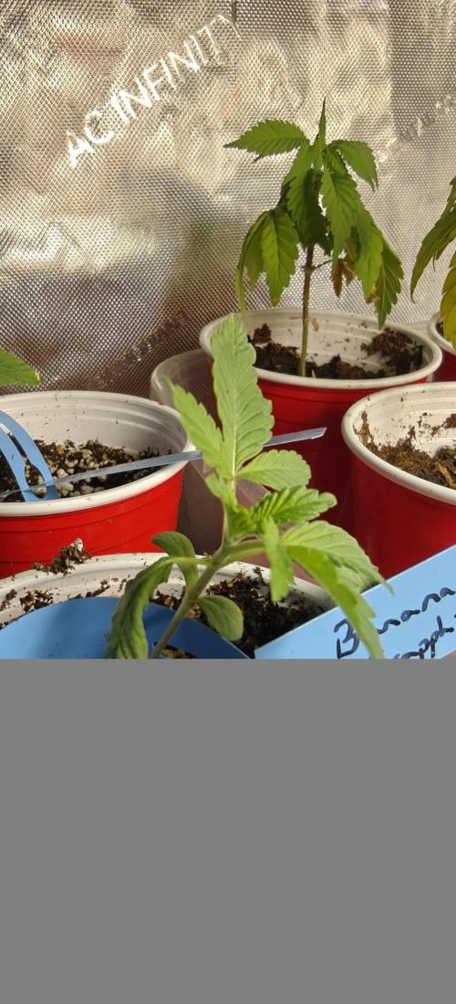 Banana Sapphire - Humboldt Seeds Org. Week 2