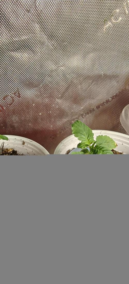 Banana Sapphire - Humboldt Seeds Org. Week 2