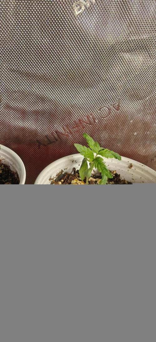 Banana Sapphire - Humboldt Seeds Org. Week 2