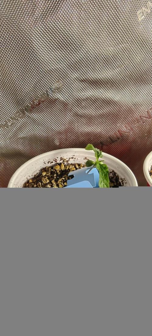 Banana Sapphire - Humboldt Seeds Org. Week 2
