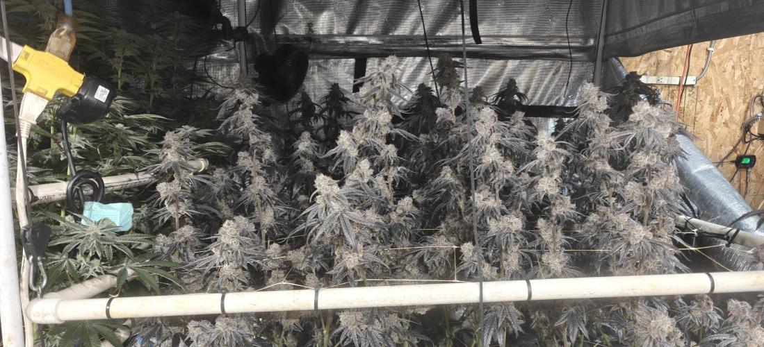 Lava Cake. Week 14