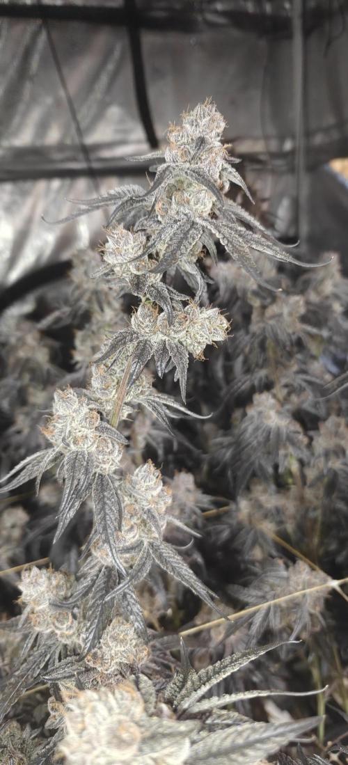Lava Cake. Week 14