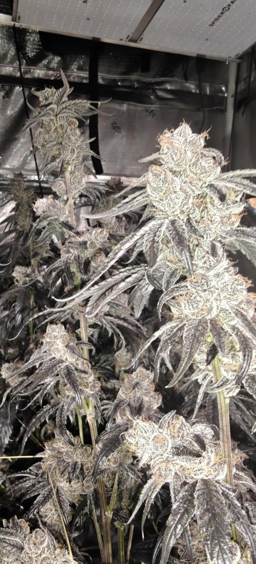 Lava Cake. Week 14
