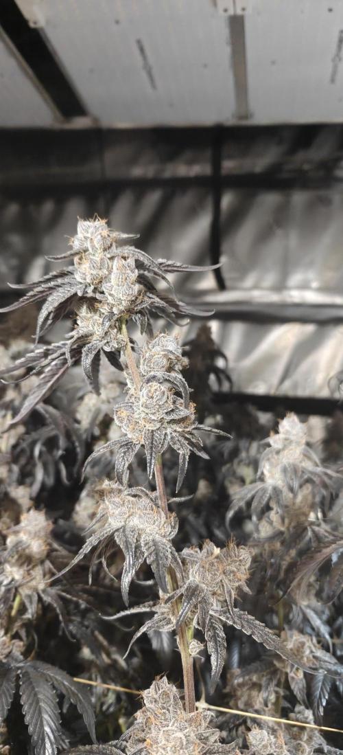 Lava Cake. Week 14