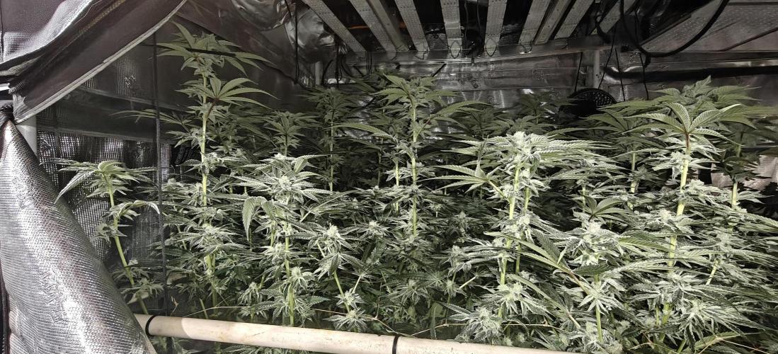 Tiger Cake Clone. Week 6