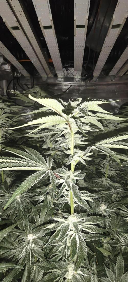 Tiger Cake Clone. Week 6