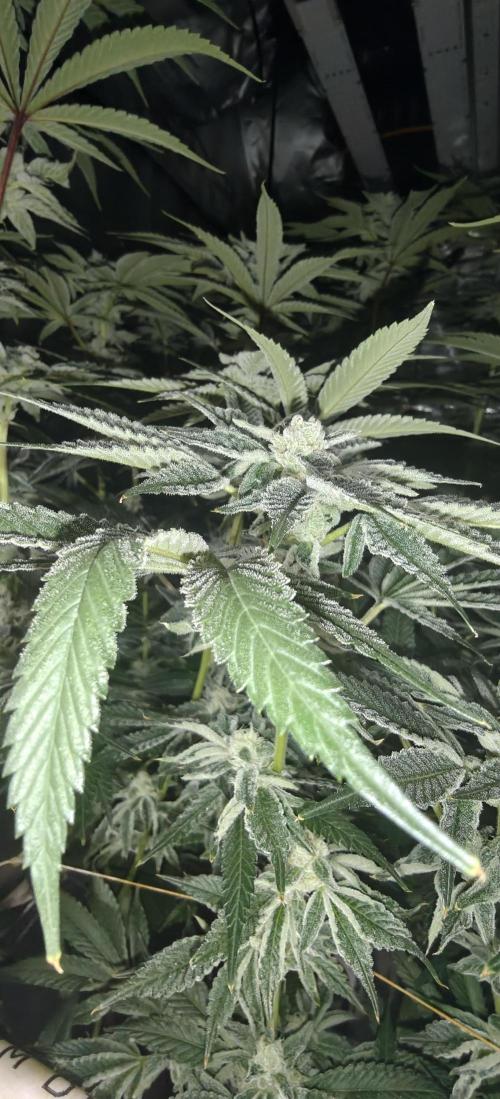 Tiger Cake Clone. Week 6