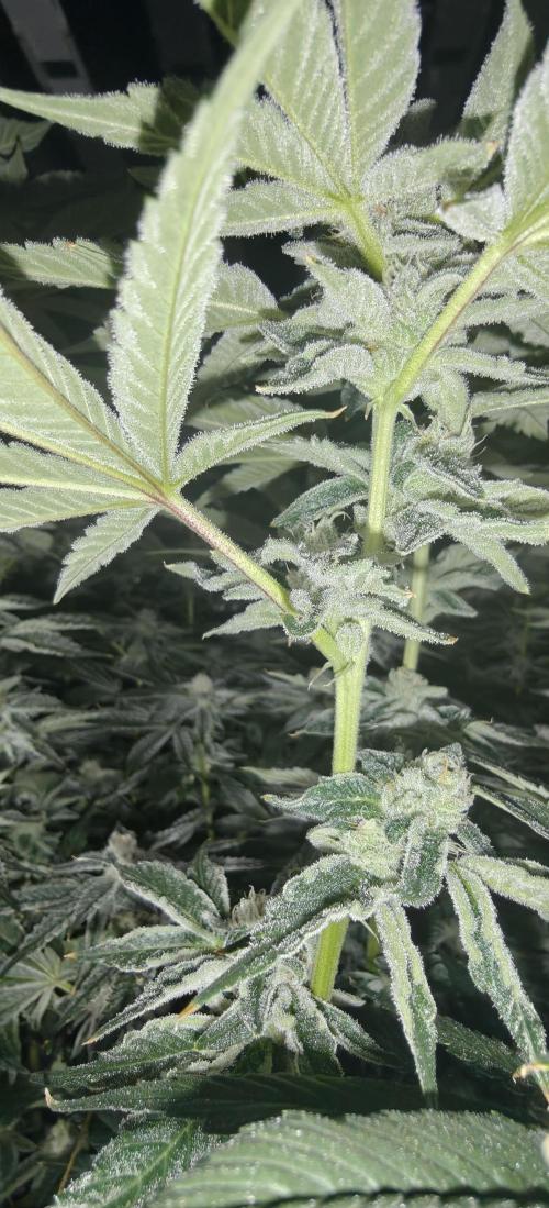 Tiger Cake Clone. Week 6