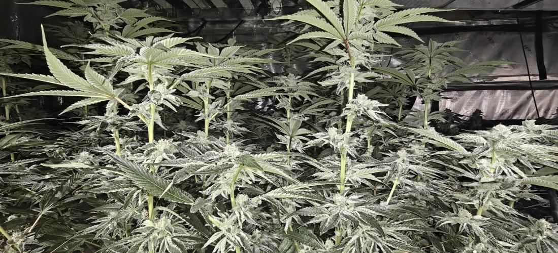 Tiger Cake Clone. Week 6