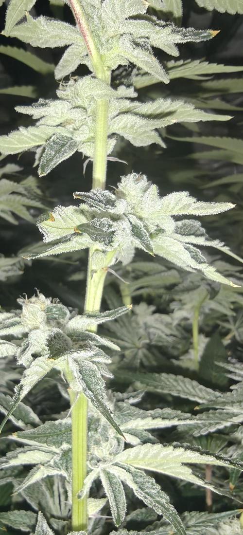 Tiger Cake Clone. Week 6