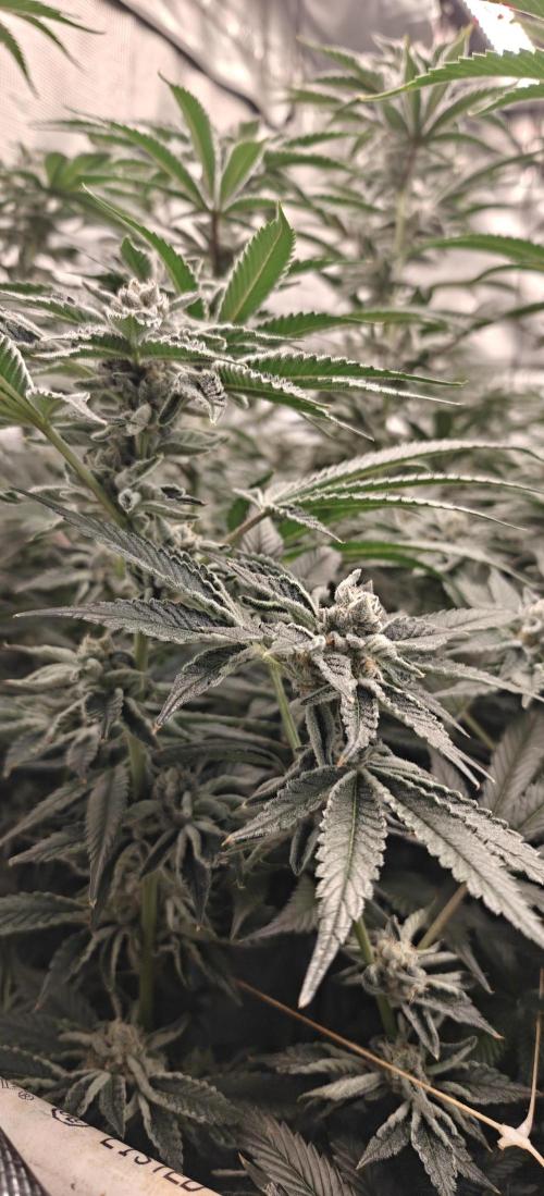 Tiger Cake Clone. Week 7
