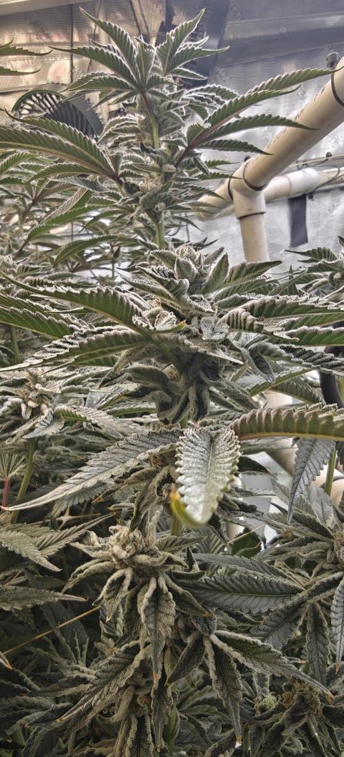 Tiger Cake Clone. Week 7