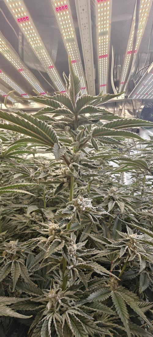 Tiger Cake Clone. Week 7