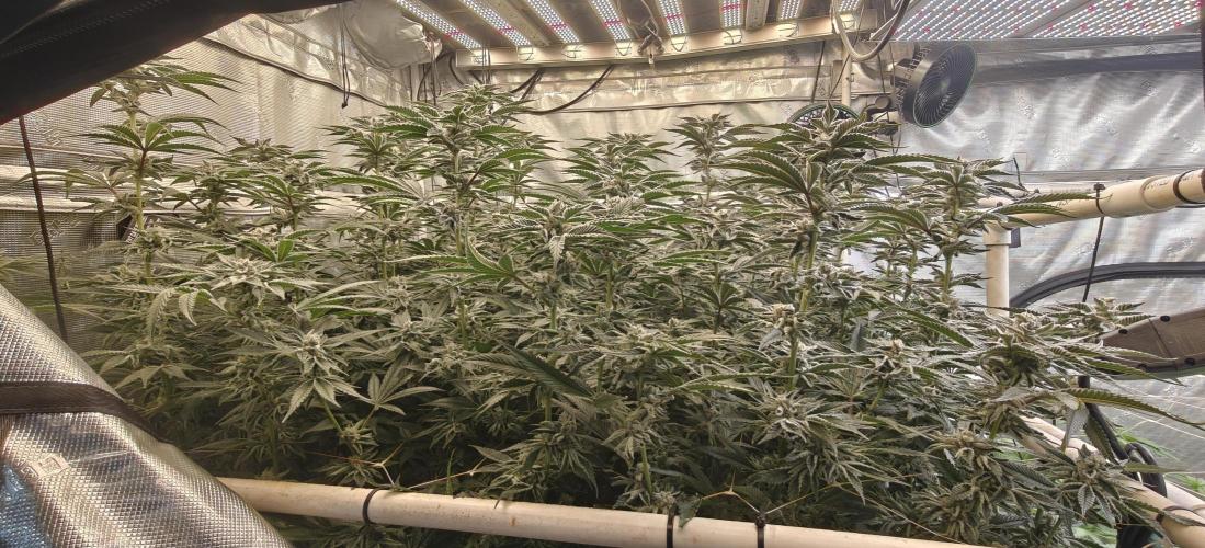 Tiger Cake Clone. Week 7