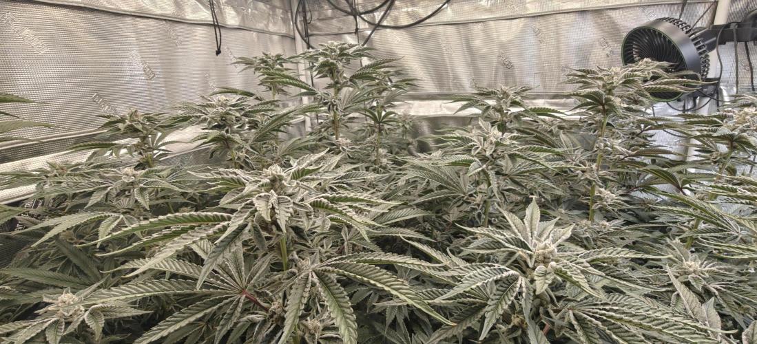 Gorilla Grow Tent 4’x4’. Week 7